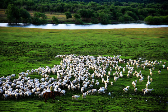湿地放牧的羊群