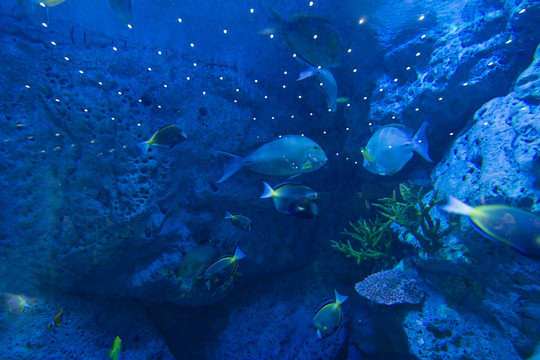 水族馆