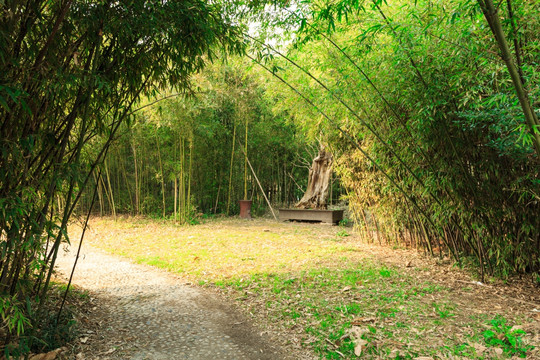 竹林小道