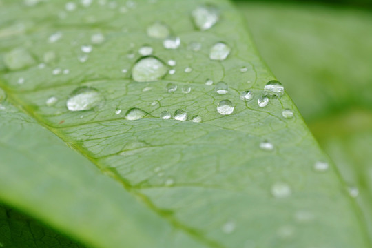 露珠 雨水