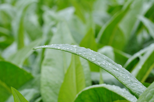 露水 露珠 雨水