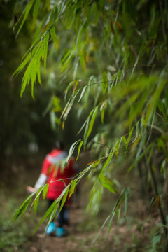 竹林小景