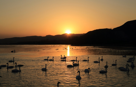 夕照天鹅湖