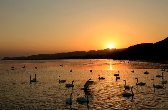 夕照天鹅湖