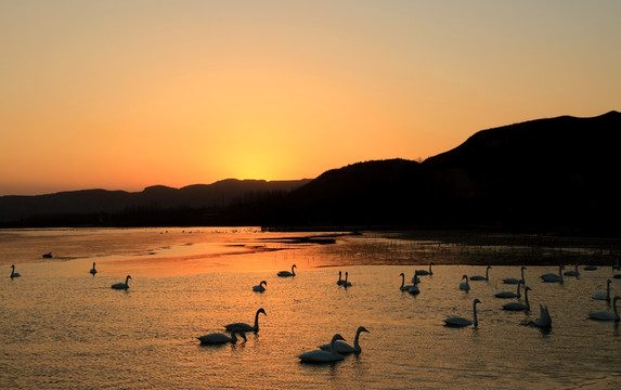 夕照天鹅湖