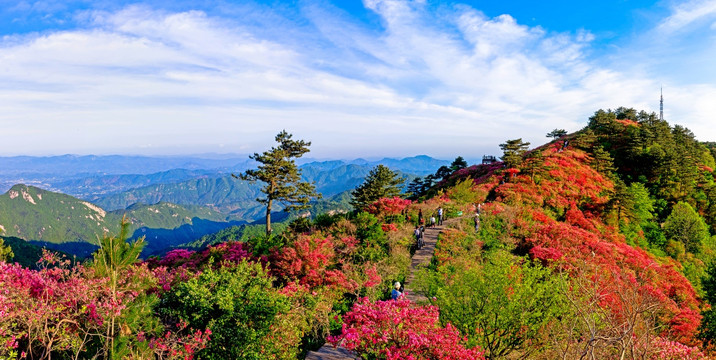 麻城杜鹃全景