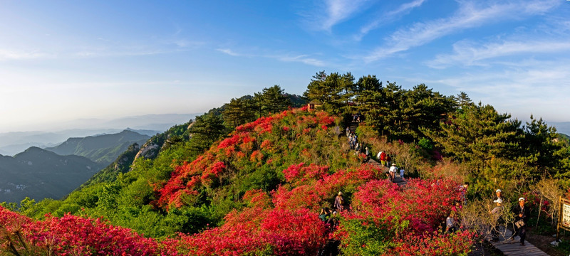 麻城杜鹃全景