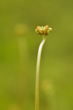 嫩芽 嫩叶 蕨