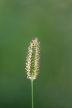 狗尾巴草