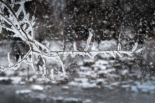 雪中雾凇