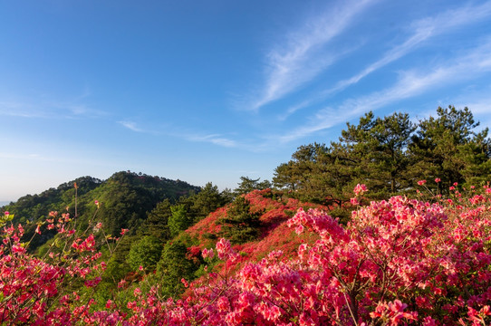 麻城杜鹃