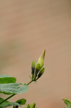 含苞的牵牛花