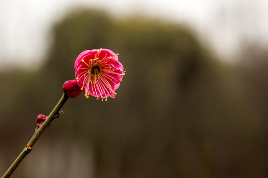 梅花