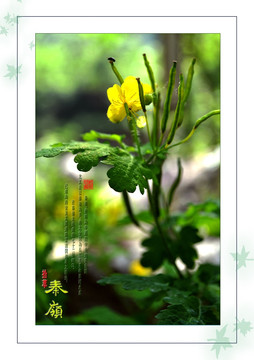 秦嶺拾萃之花草