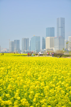 油菜花