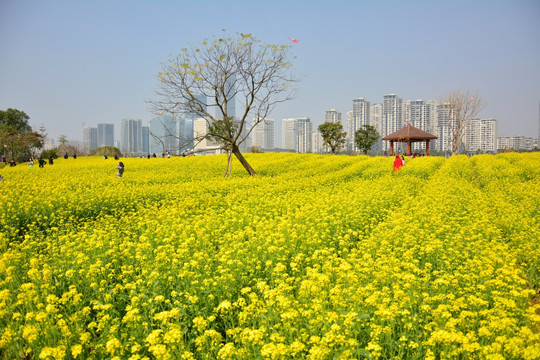 油菜花