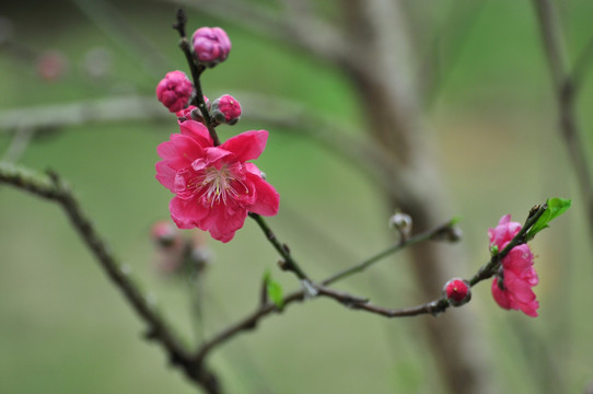 桃花