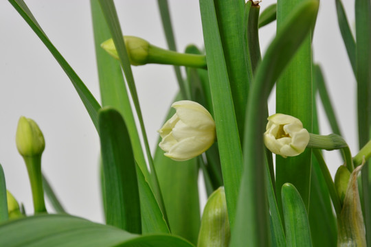 水仙花