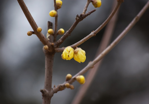 蜡梅