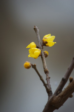 蜡梅花