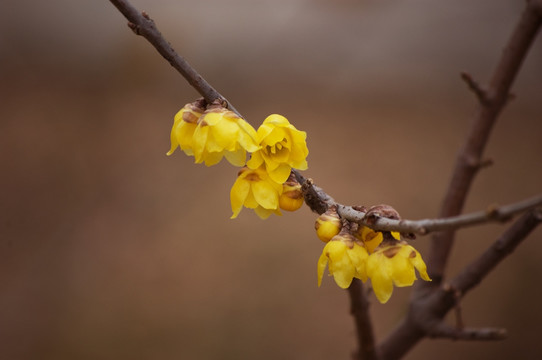 腊梅花