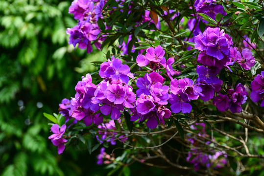 紫色野牡丹