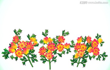 牡丹花