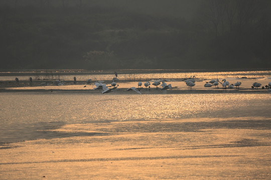 天鹅湖