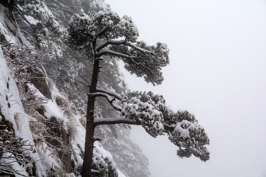 黄山雪松