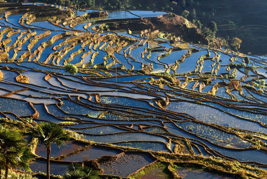 红河甲寅梯田