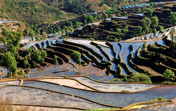 红河杨柳梯田