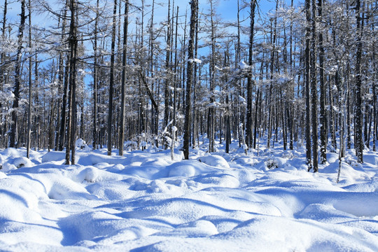 森林雪景