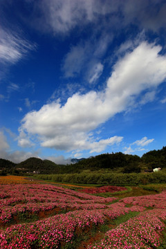 乡村花海风光