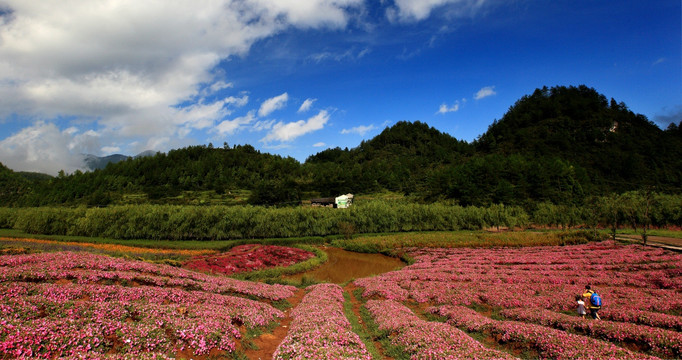 乡村花海风光