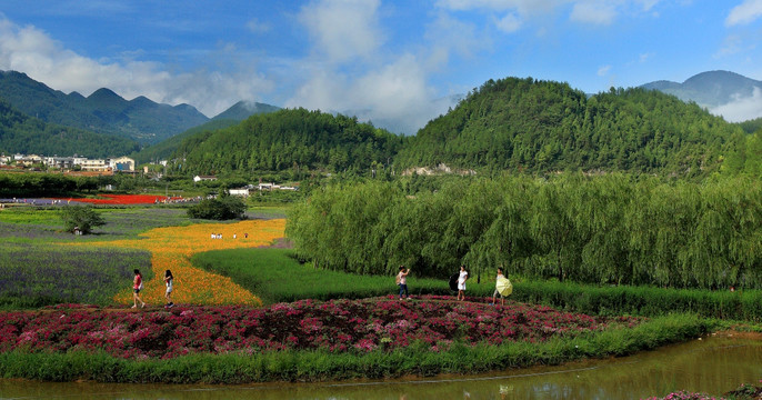 乡村花海风光