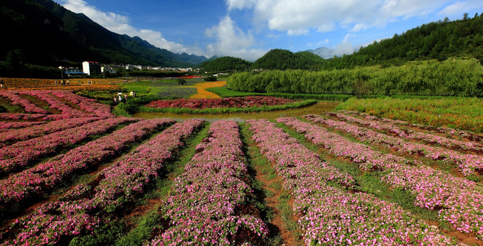 乡村花海风光