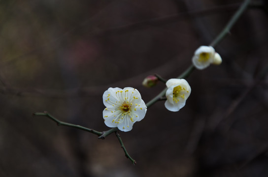 梅花