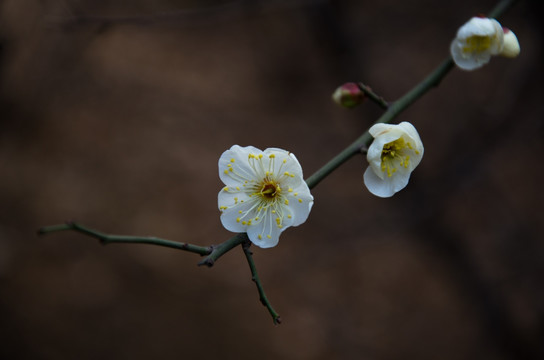 梅花