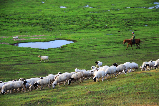 湿地草原放牧羊群