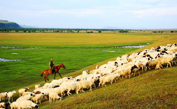 草原放牧羊群