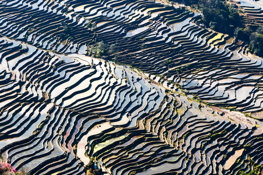 元阳坝达梯田