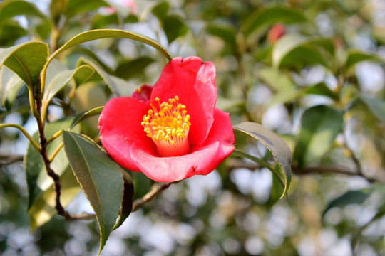茶花