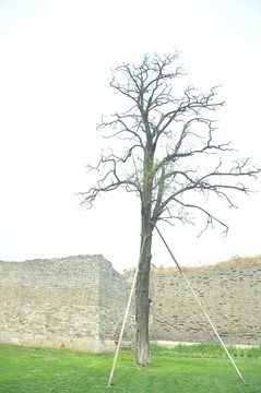 老城墙枯树