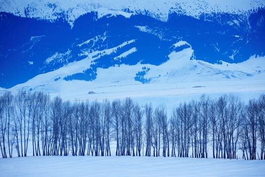 蓝色山影 雪域山谷树林