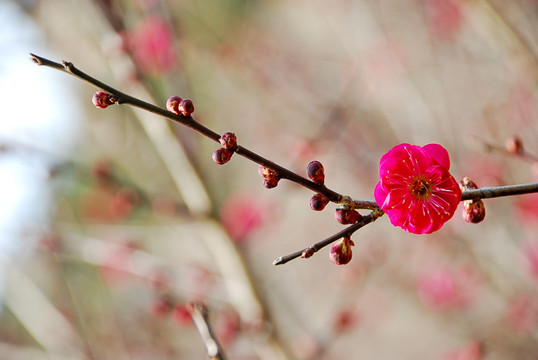 梅花 红梅 腊梅