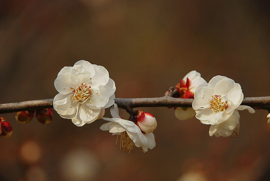 白梅 梅花 腊梅