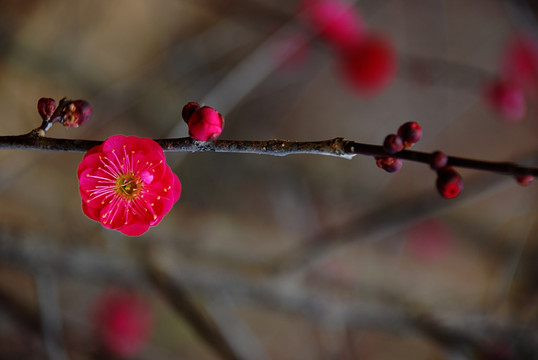 梅花 红梅 腊梅