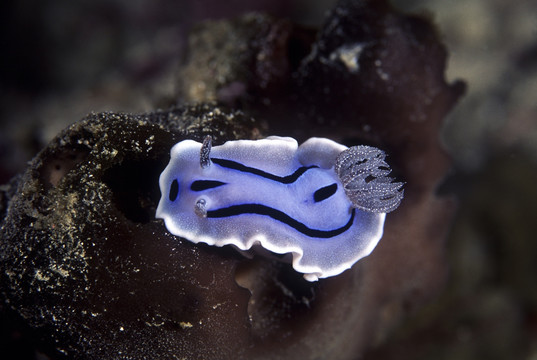 海洋生物