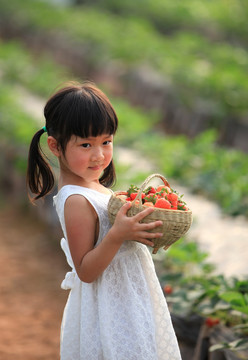 人物田园儿童草莓