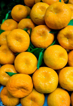 橘子柑橘 蜜桔